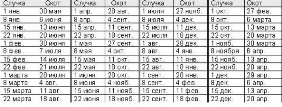 Разведение коз в домашних условиях для начинающих Разведение коз в домашних условиях для начинающих