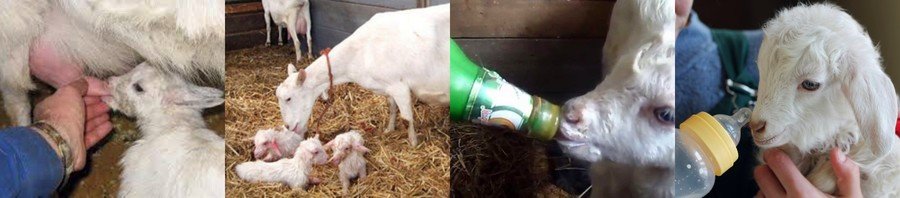 Содержание и уход за козами в домашнем хозяйстве Содержание и уход за козами в домашнем хозяйстве