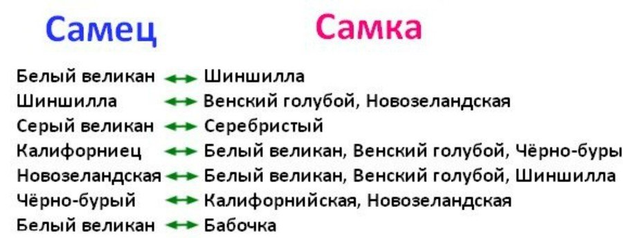 Разведение кроликов 