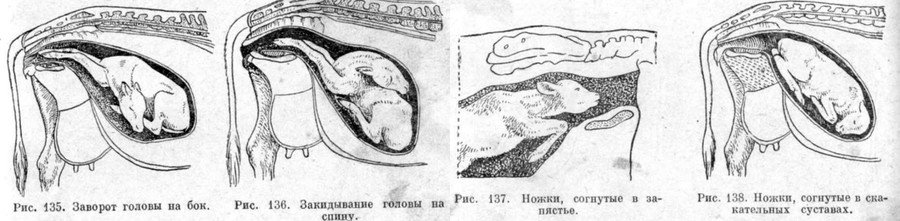 Отел коровы: что это, признаки и симптомы Отел коровы: что это, признаки и симптомы