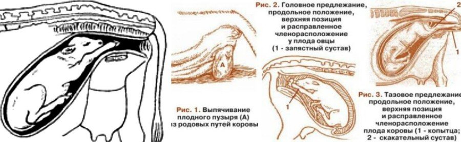 Отел коровы: что это, признаки и симптомы Отел коровы: что это, признаки и симптомы