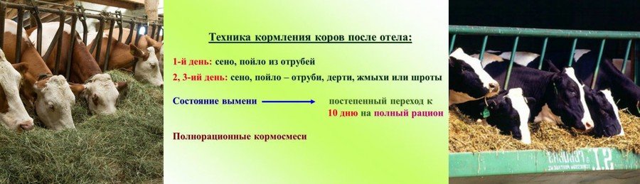 Отел коровы: что это, признаки и симптомы Отел коровы: что это, признаки и симптомы
