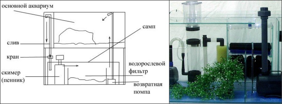 Как правильно содержать аквариумных рыбок Как правильно содержать аквариумных рыбок