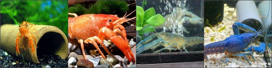 Как правильно содержать аквариумных рыбок Как правильно содержать аквариумных рыбок
