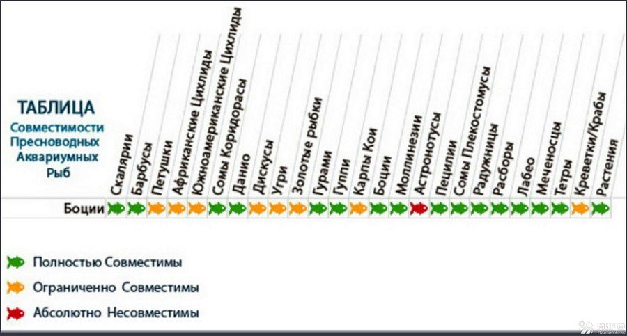 Совместимость аквариумных рыб Совместимость аквариумных рыб