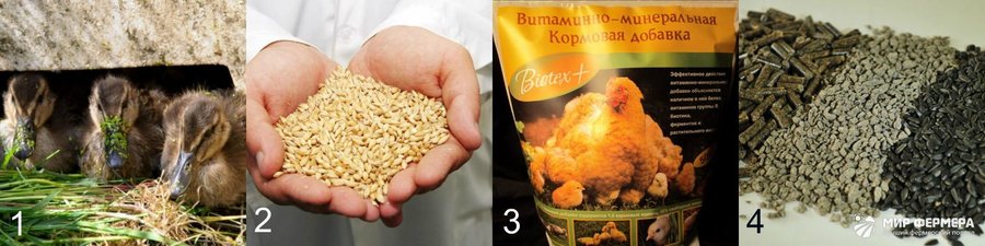 Выращивание утят дома 