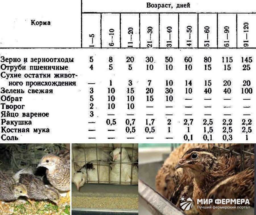 Чем кормить перепелок - какой нужен корм Чем кормить перепелок - какой нужен корм