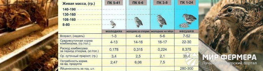 Чем кормить перепелок - какой нужен корм Чем кормить перепелок - какой нужен корм