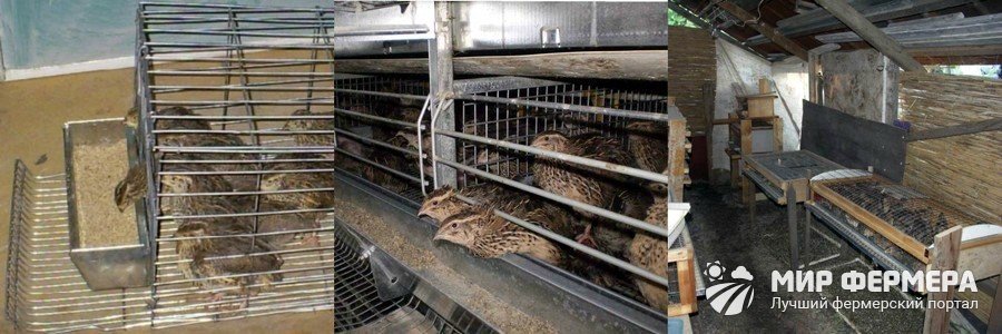 Содержание перепелов в домашних условиях 