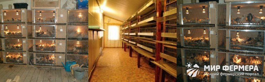Содержание перепелов в домашних условиях 