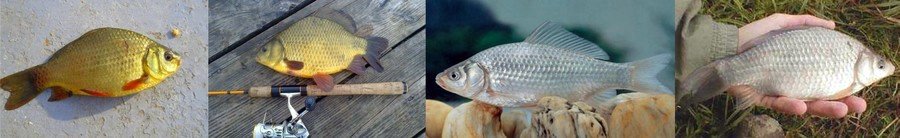 Какую рыбу лучше выбрать для пруда? Какую рыбу лучше выбрать для пруда?
