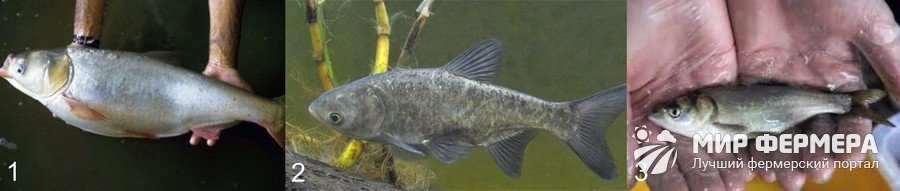 Какую рыбу лучше выбрать для пруда? Какую рыбу лучше выбрать для пруда?