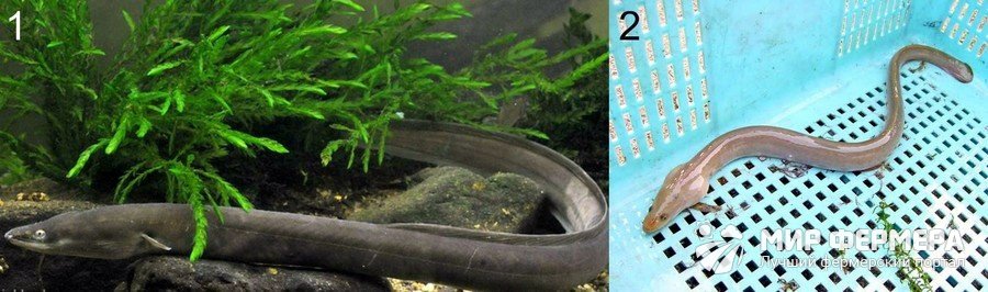 Какую рыбу лучше выбрать для пруда? Какую рыбу лучше выбрать для пруда?
