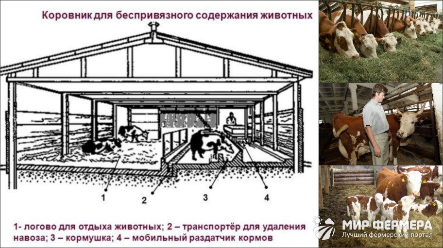 Айрширская порода коров 
