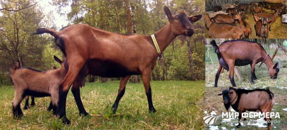 Породы коз 