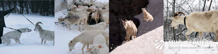 Содержание коз зимой Содержание коз зимой