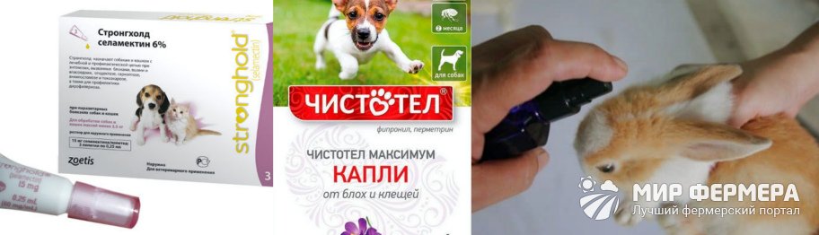 Ушной клещ у кроликов 