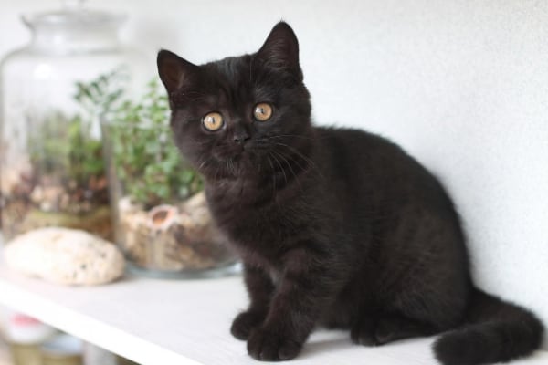 Британская короткошерстная кошка