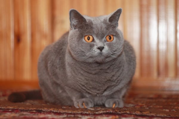 Британская короткошерстная кошка