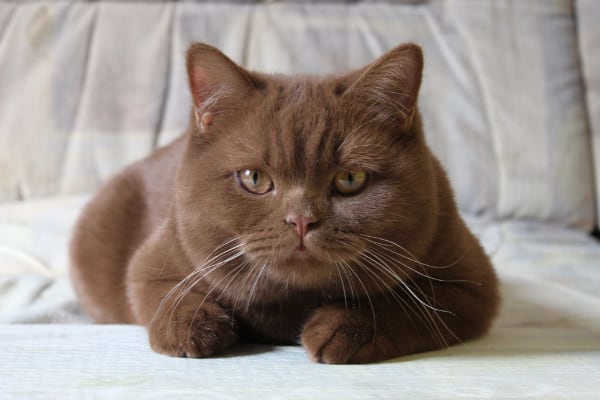 Британская короткошерстная кошка