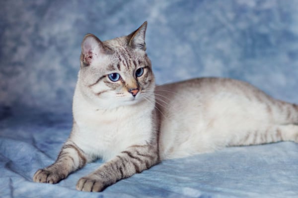 Британская короткошерстная кошка