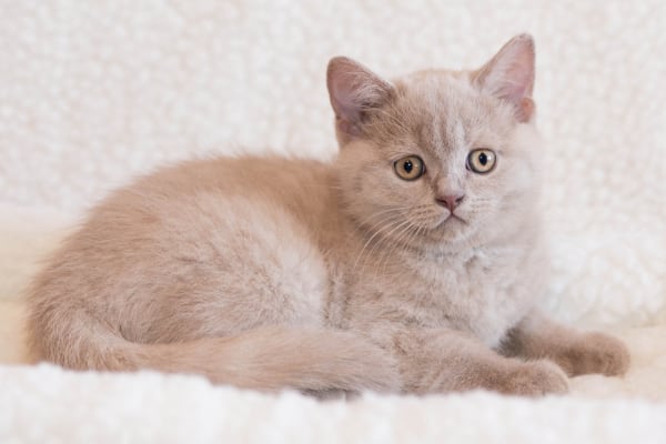 Британская короткошерстная кошка