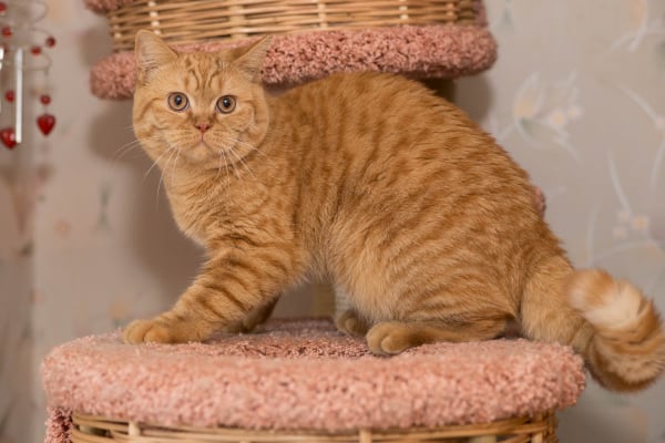 Британская короткошерстная кошка