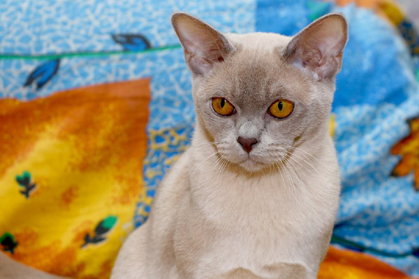 Бурманская кошка