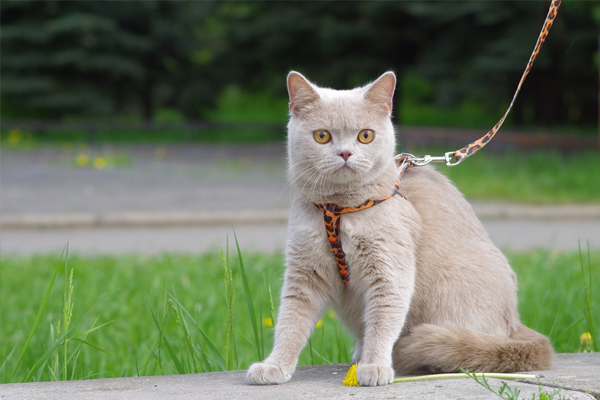 Британская короткошерстная кошка