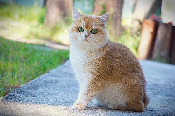 Британская короткошерстная кошка