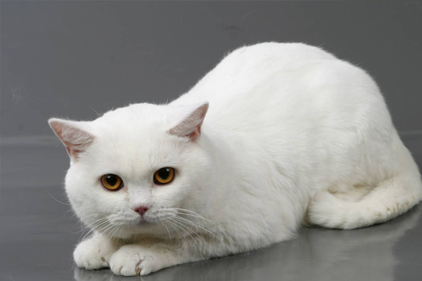 Британская короткошерстная кошка