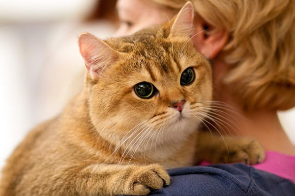 Британская короткошерстная кошка