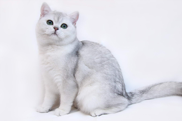 Британская короткошерстная кошка