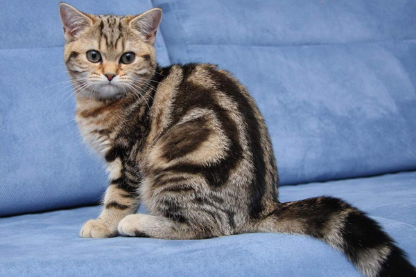 Британская короткошерстная кошка