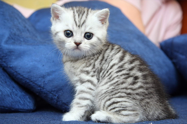 Британская короткошерстная кошка