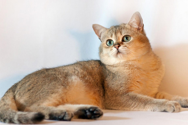 Британская короткошерстная кошка