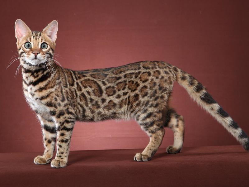 Красивый бенгальский кот