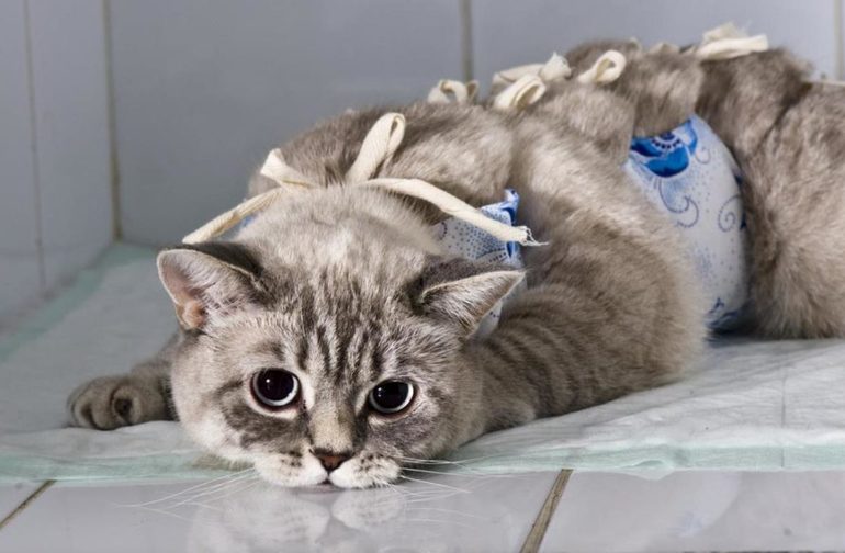 Стерилизация кошки