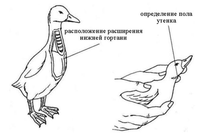 Как отличить утку от селезня?