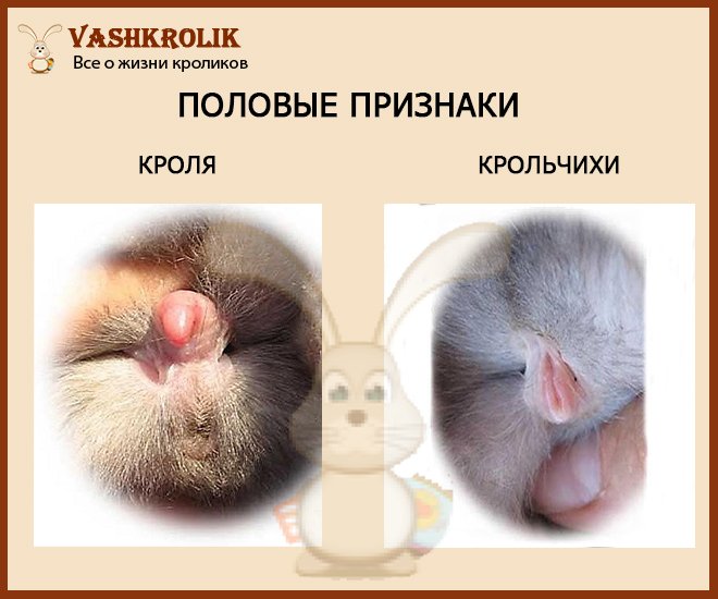 половые признаки кроликов