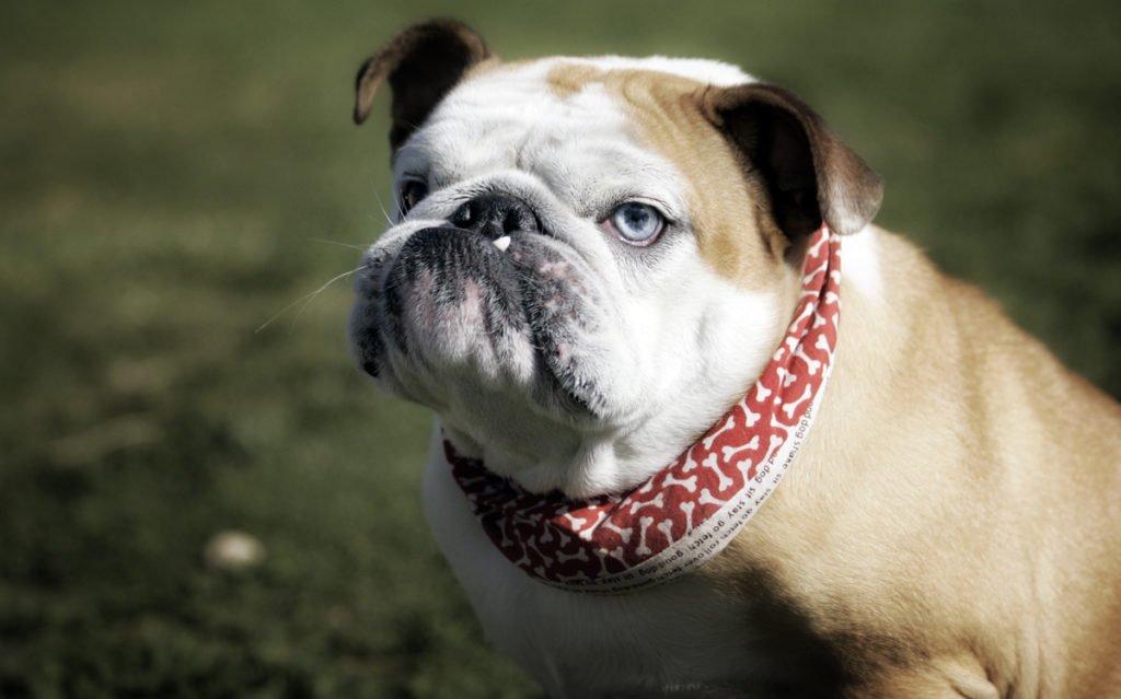 http://www.iku.ru/images/anglijskij-buldog/3481719699_a85a0f78ce_o.jpg