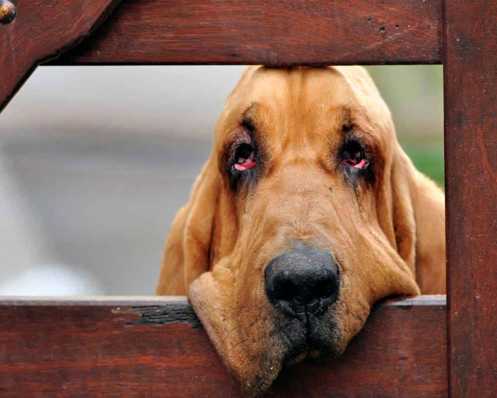 https://petsi.net/images/dogphotos/dogs-bloodhound.jpg