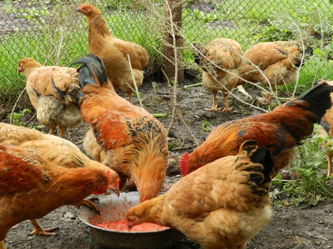 Куры едят корм
