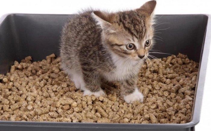 лучший древесный наполнитель для кошачьего туалета