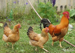 Описание кучинской юбилейной породы кур