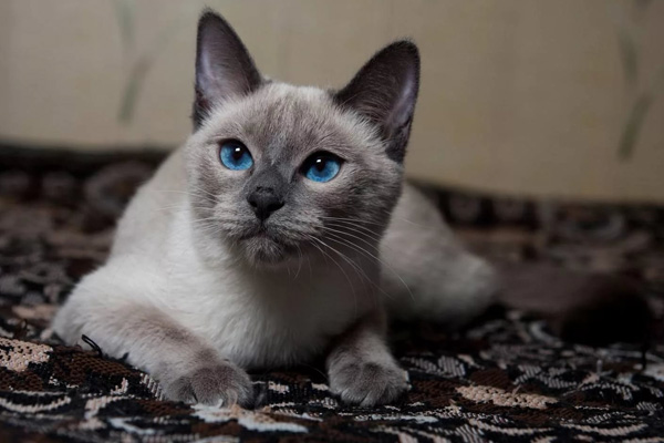 Тайская кошка