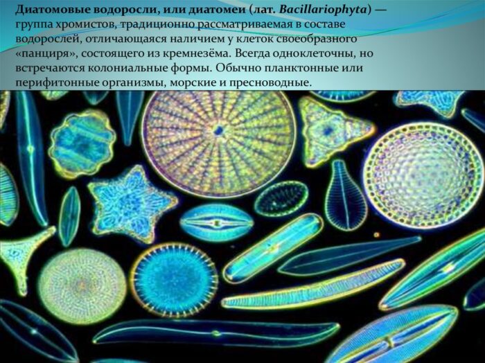 Диатомовые водоросли