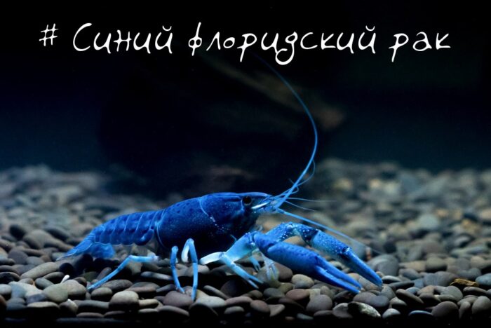 Как выглядит синий рак