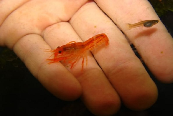 Мексиканский карликовый рак (Cambarellus patzcuarensis var. Orange) – пресноводное ракообразное из отряда Десятиногие раки