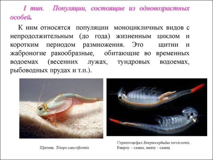 Щитень и стрептоцефал